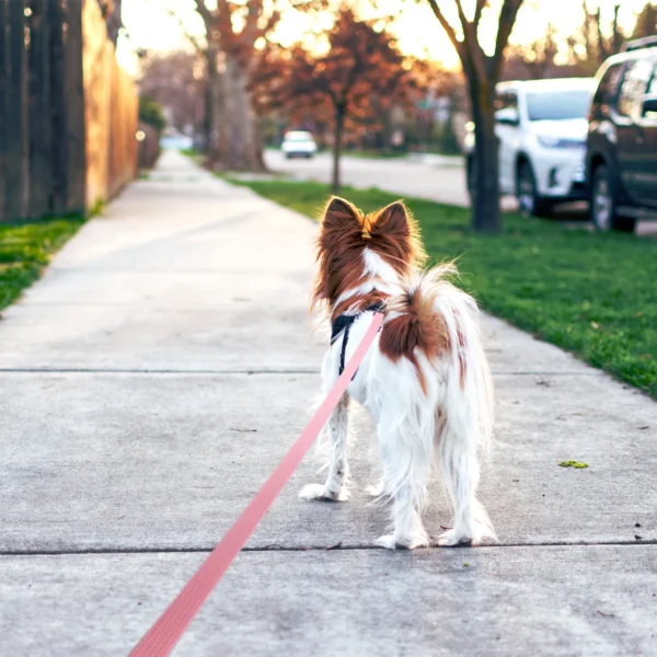 PVC Dog Leash – Non-Slip Waterproof Training Leash - Image 6