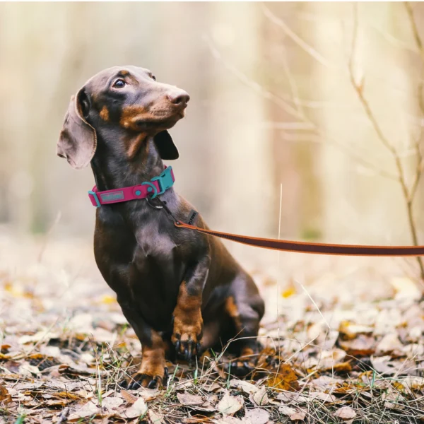 Adjustable Dog Leash – 1.5M to 15M Training & Walking - Image 16