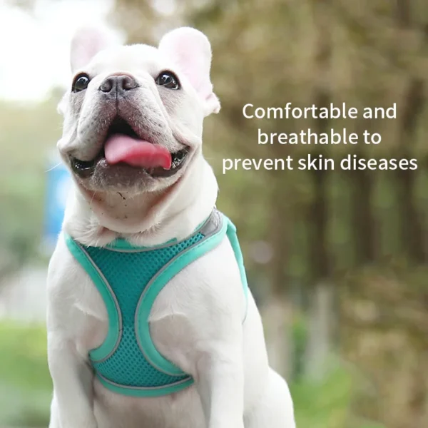 Adjustable Small Dog Harness & Leash Set – Nylon Vest - Image 15