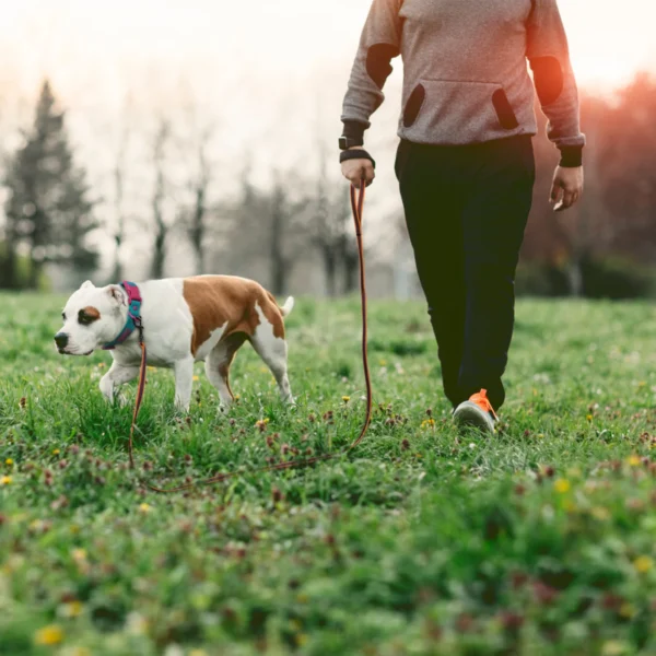 Adjustable Dog Leash – 1.5M to 15M Training & Walking - Image 19