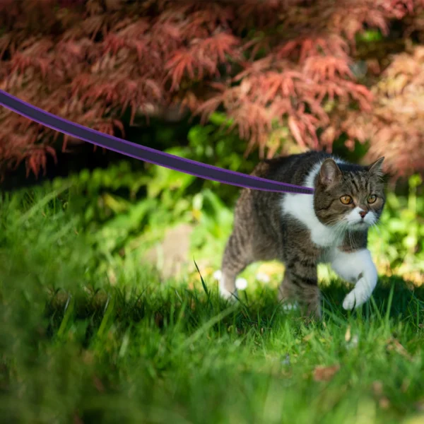 Dual-Color Medium & Long Dog Leash – 1.5M to 15M - Image 22