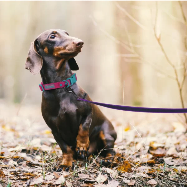 Dual-Color Medium & Long Dog Leash – 1.5M to 15M - Image 21
